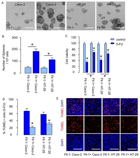 Flt 1 Crc Cells Demonstrate Csc Properties In Vitro A Tumor Sphere Download Scientific