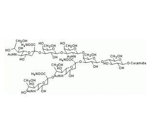 Ganglioside GT1b Trisialo Triammonium Salt SCBT Santa Cruz