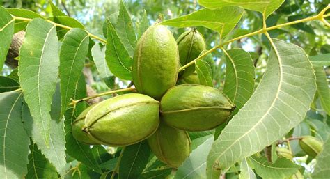 How To Grow Pecan Trees It Takes More Than One For A Crop