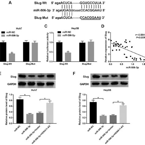 Slug Is A Target Of MiR 506 3p A Bioinformatics Analysis Prediction