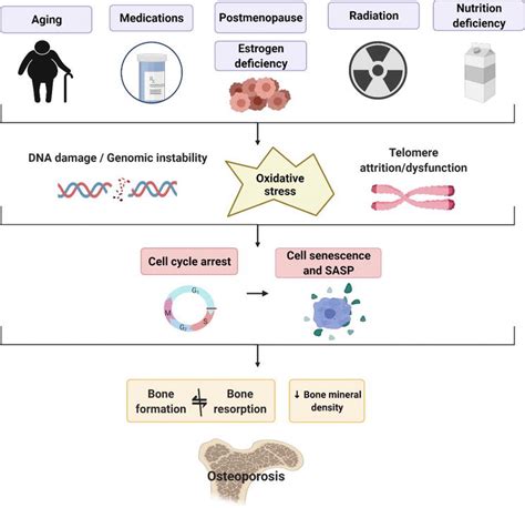 Cellular Senescence In Bone Intechopen