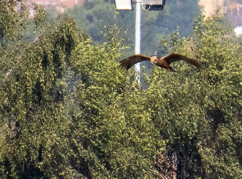 Marsh Harrier – 20th August | Gedling Conservation Trust, Nottingham