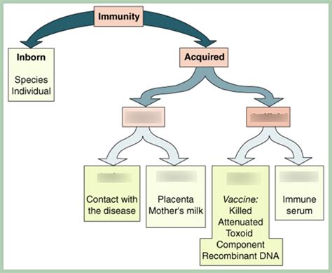 Immunity Diagram Quizlet