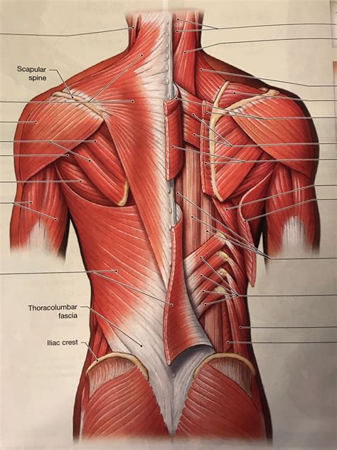 Back Neck And Shoulder Muscles