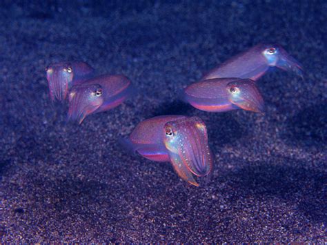 cuttlefish on Tumblr