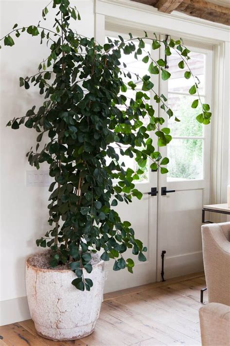 Large Indoor Plants: 10 Tall House Plants & Caring Guide