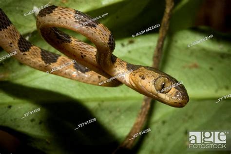 Colubrid snake, family Colubridae, foraging at night Photographed in ...