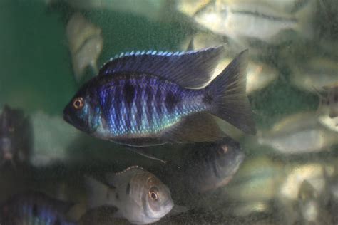 Copadichromis Melas Mara Point Cichlides Africains Lac Malawi