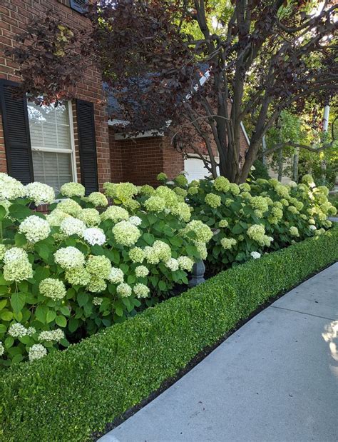 Boxwood And Hydrangea Border Hedges Landscaping Front House