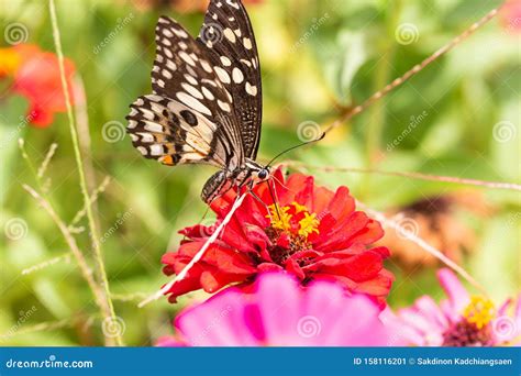 Butterfly Nettare Di Aspirazione Di Polline Nel Fiore Immagine Stock