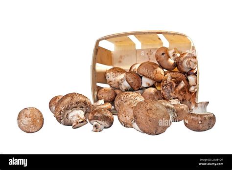 Box Mushrooms Hi Res Stock Photography And Images Alamy