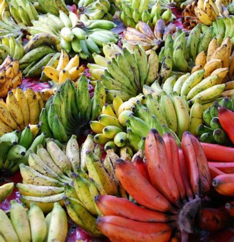 100 Pcs Dwarf Banana Seeds OutletTrends.com Free Shipping Up to 70% OFF