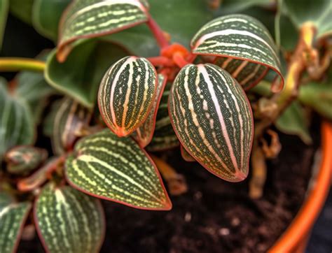 Jewel Orchid Ludisia Discolor The Complete Growing And Care Guide
