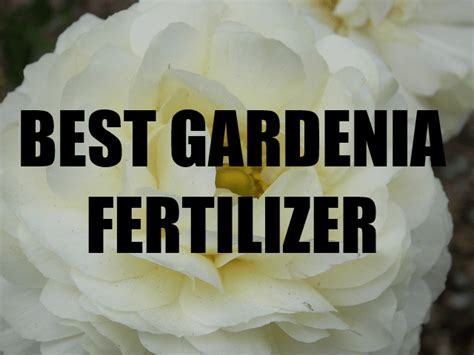 A Close Look At The Best Fertilizer For Gardenias Gardenia Care Gardenia Bush Gardenia Plant