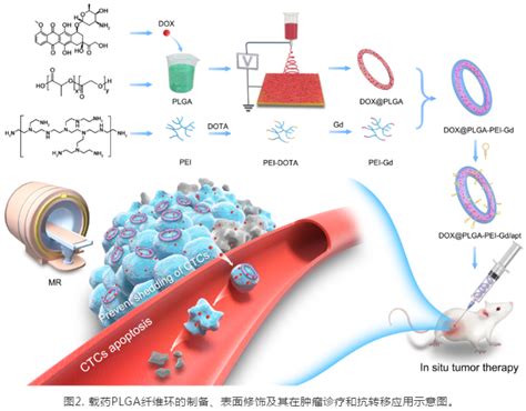 多功能载药plga纳米纤维环用于肿瘤和抑制肿瘤转移的研究 德尔塔delta生物试剂