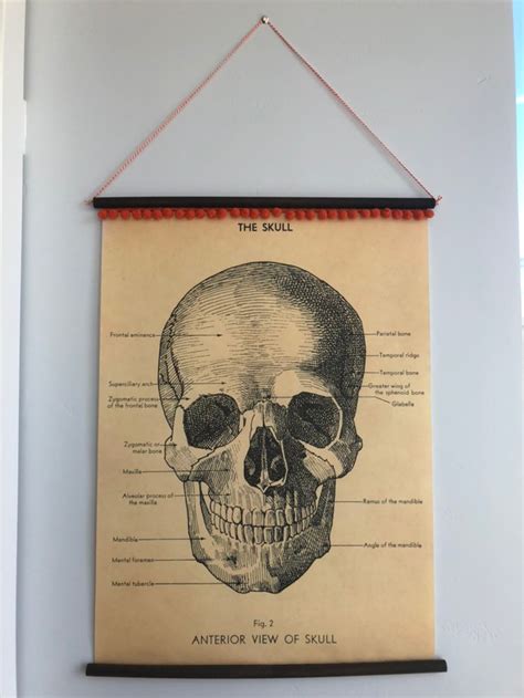 Vintage Style Anatomy of the Skull Poster With Orange Pom Pom - Etsy