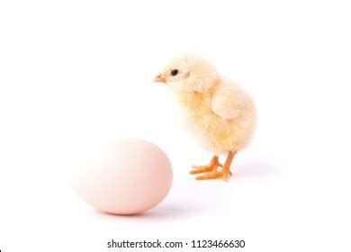 11,227 Wild Chicken Eggs Images, Stock Photos & Vectors | Shutterstock