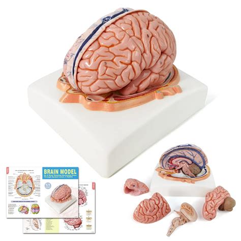 Evotech Human Brain Model W Arteries 7 Parts Life Size Anatomy Brain