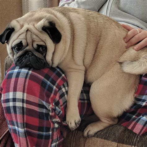 Pugs are in fact lap dogs : r/pugs