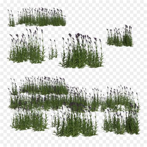 Vegetation Drawing Marsh - Marsh Plants Png, Transparent Png - vhv