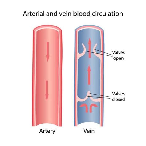 Is There Valves In Veins at Marisha Simmons blog