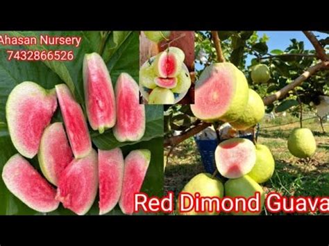 Red Diamond Guava Plant And Japanese Red Diamond Guava Farming Call