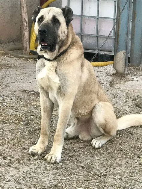 kangal dog sitting  front  building