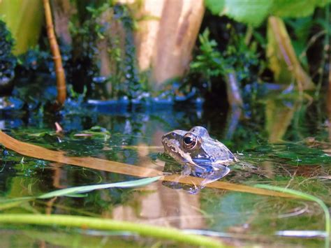 Fotos Gratis Naturaleza Vertebrado Fauna Silvestre Agua Anfibio