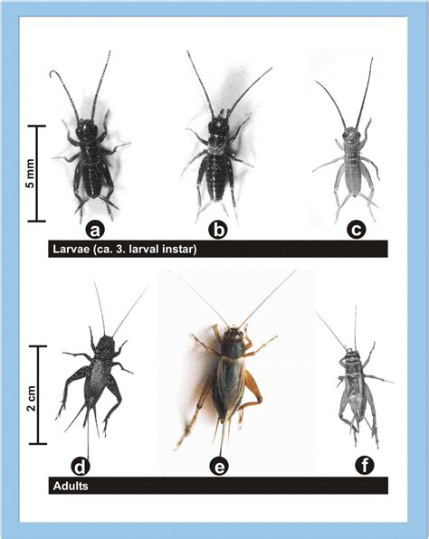 Cricket Larvae