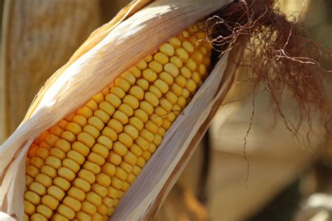 Mexico Offers Amendments To Gm Corn Ban Texas Farm Bureau