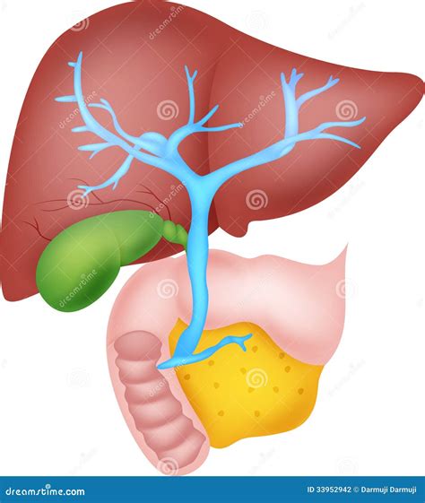 Human Liver Anatomy Stock Vector Illustration Of Internal 33952942