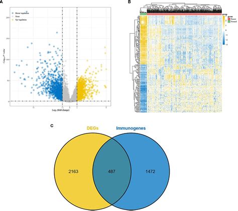 Frontiers The Bioinformatics Based Analysis Identifies 7 Immune