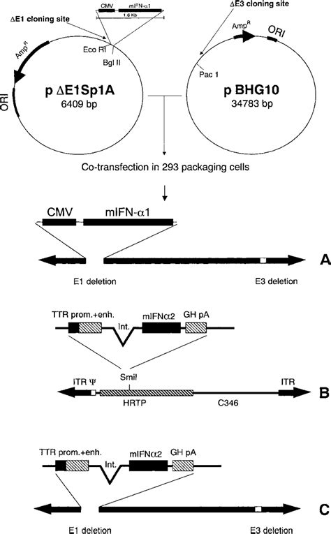 Schematic Representation Of The Different Adenoviral Vectors Used In