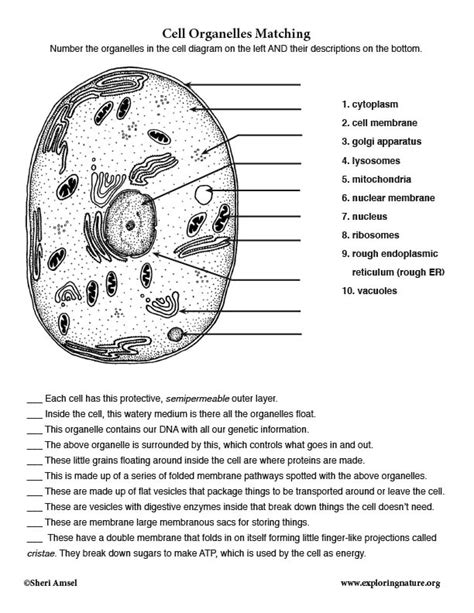 Cells And Their Organelles Worksheet Printable Pdf Template