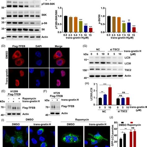 Transgnetin H Inhibits Mtorc Activation Ac H Cells Were