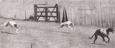 Australia’s First Greyhound – History of Greyhound Racing in Australia