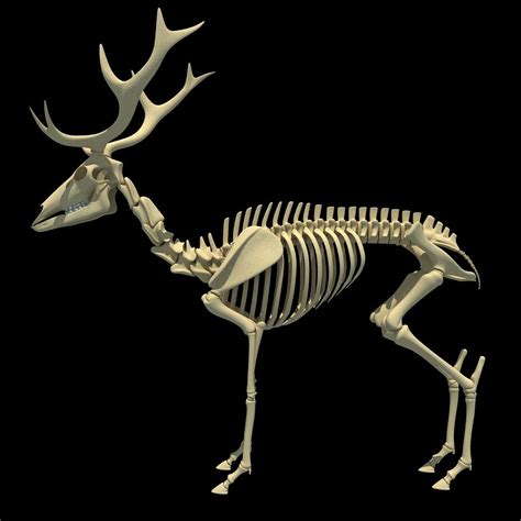 Deer Skeleton Deer Skeleton Animal Skeletons Skeleton Drawings