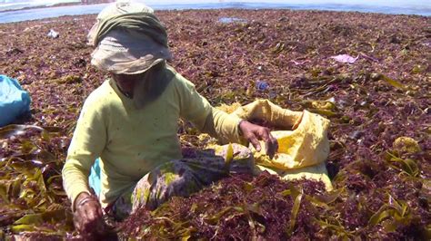 Cueillette des algues marines à El Jadida Une importante activité