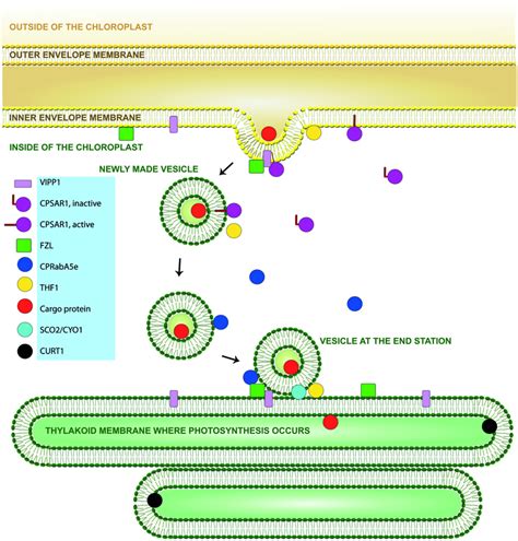 Schematic Diagram Of Vesicle Formation And Movement In Chloroplasts