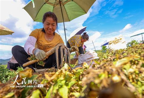 贵州岑巩：太子参丰收助农增收