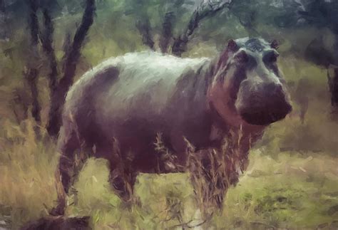 Hippo Painting By Gary Arnold Fine Art America