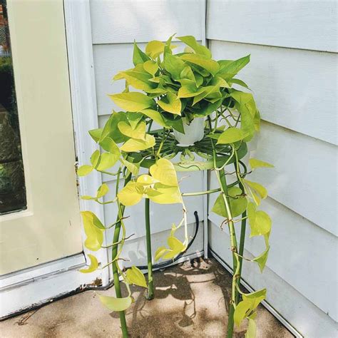 The Low Maintenance And Beautiful Neon Pothos