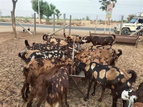 5 Se 3 Year Brown Pregnant Sirohi Female Goat Milk Weight 20 To 60