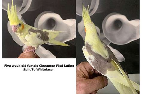 Cockatiel Cinnamon Pied Lutino Split To Whiteface