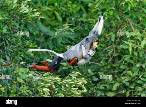 Mother and baby Red-shanked douc leaping through the canopy at Son Tra ...