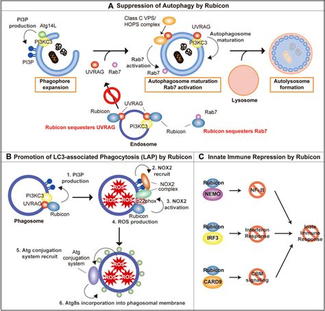 Frontiers Rubicon In Metabolic Diseases And Ageing