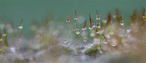 Wallpaper Sunlight Water Nature Reflection Rain Branch Moss