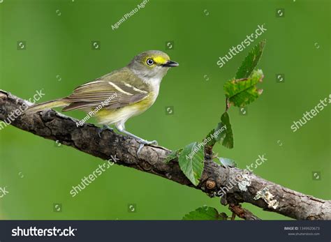 146 White eyed vireo Images, Stock Photos & Vectors | Shutterstock