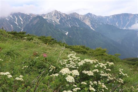 花の八方尾根7月18日八方尾根 山あり花あり