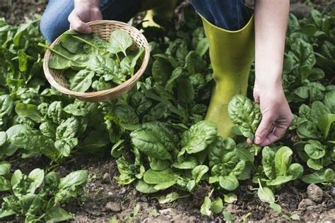 When To Harvest Spinach And How To Do It Top Secrets With Video